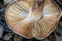 Inocybe fraudans image