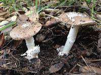 Amanita calyptratoides image