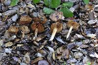 Inocybe fraudans image