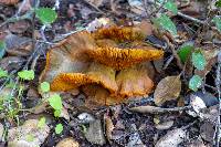 Omphalotus olivascens var. indigo image