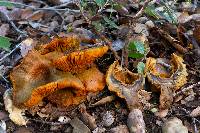 Omphalotus olivascens var. indigo image