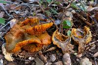 Omphalotus olivascens var. indigo image