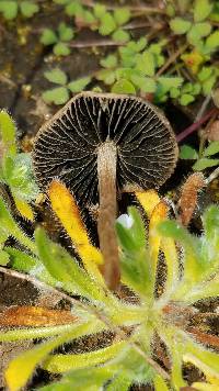 Panaeolus cinctulus image