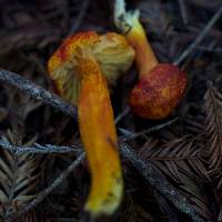 Hygrocybe punicea image