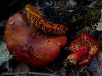 Hygrocybe punicea image