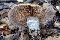 Cortinarius glutinosoarmillatus image