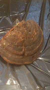 Fomitopsis ochracea image