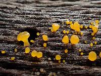 Dacrymyces capitatus image