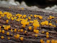 Dacrymyces capitatus image