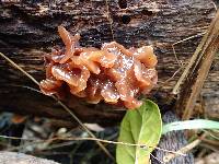 Phaeotremella frondosa image