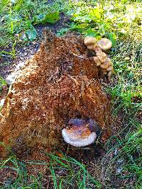 Fomitopsis mounceae image