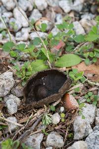 Helvella fibrosa image