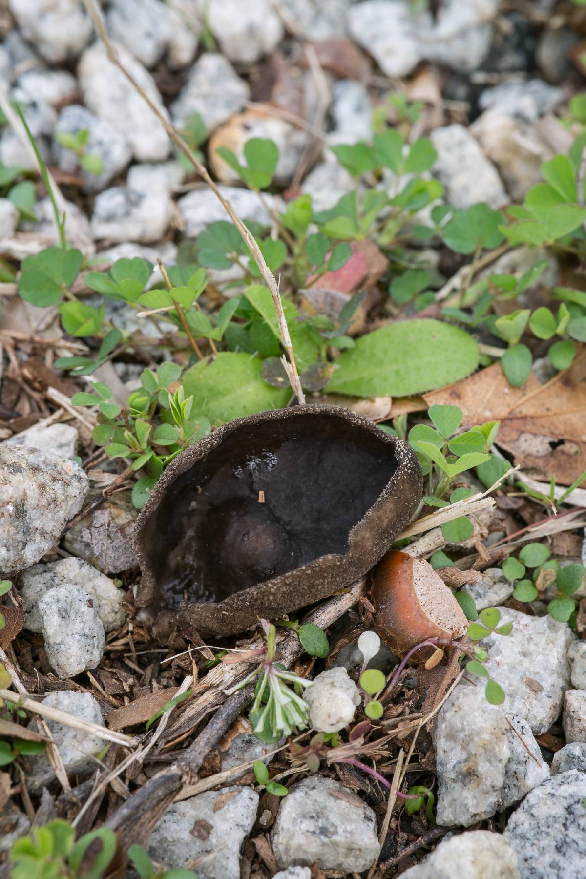 Helvella fibrosa image