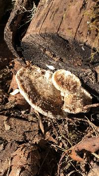 Trametes suaveolens image