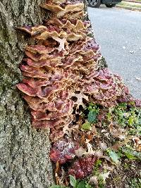 Ganoderma sessile image
