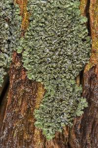 Phaeophyscia kairamoi image