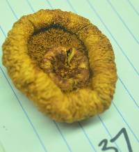 Gymnopilus ventricosus image