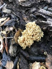 Artomyces piperatus image
