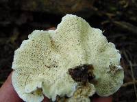 Trametes hirsuta image