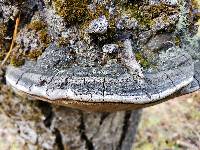 Phellinus tremulae image