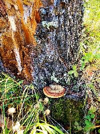 Fomitopsis mounceae image
