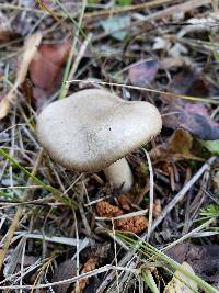 Hygrophorus pustulatus image