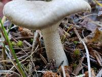 Hygrophorus pustulatus image