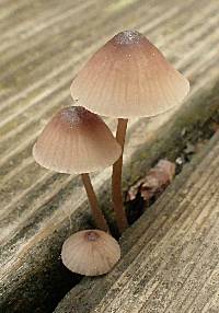 Mycena bulliformis image