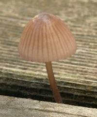 Mycena bulliformis image