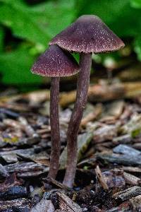 Psathyrella bipellis image