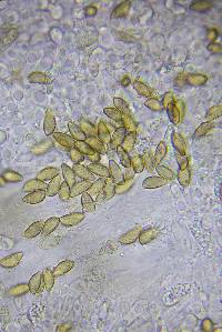Hebeloma subsect. Clepsydroida image