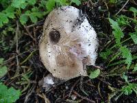 Agaricus agrinferus image