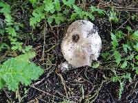 Agaricus agrinferus image