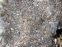 Trametes hirsuta image