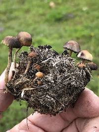 Psilocybe coprophila image