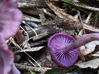 Laccaria amethystina image