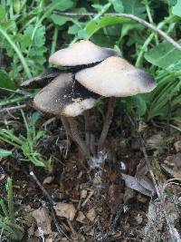 Panaeolus cinctulus image