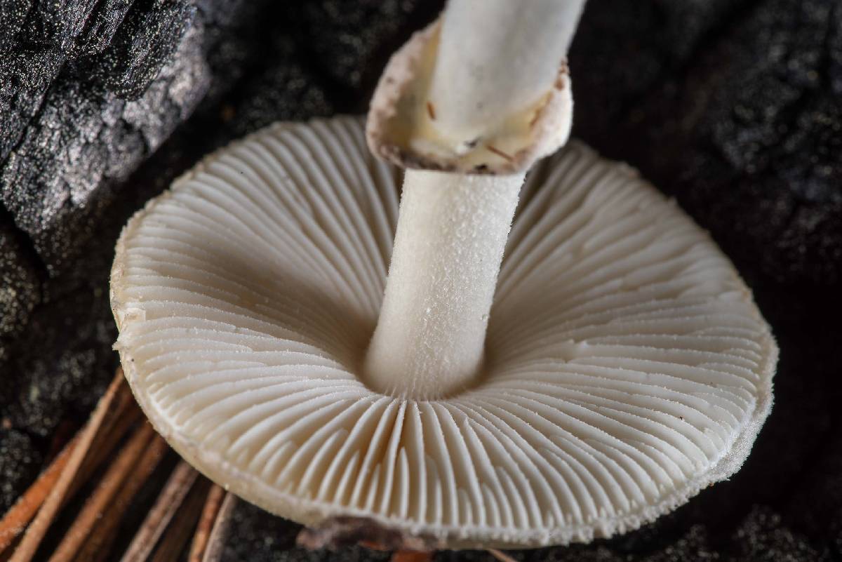 Amanita morrisii image