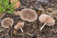 Pluteus longistriatus image