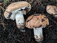 Agaricus brunneofibrillosus image