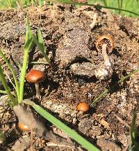 Psilocybe coprophila image