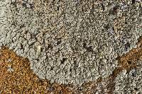 Lecanora muralis image