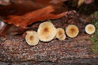 Mycena inclinata image