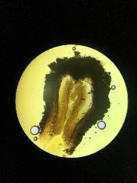 Coccomyces triangularis image