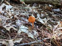 Entoloma quadratum image