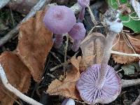 Laccaria amethystina image