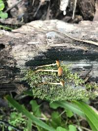 Conocybe rugosa image