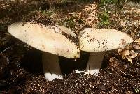 Amanita vernicoccora image