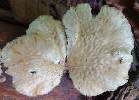 Favolus pseudoprinceps image