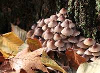 Mycena inclinata image